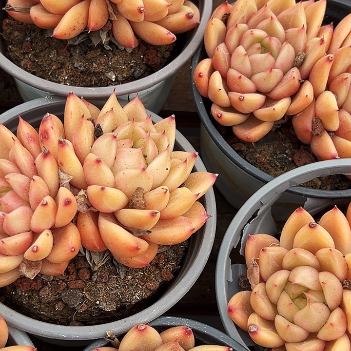 两盆    双头   星空珍妮