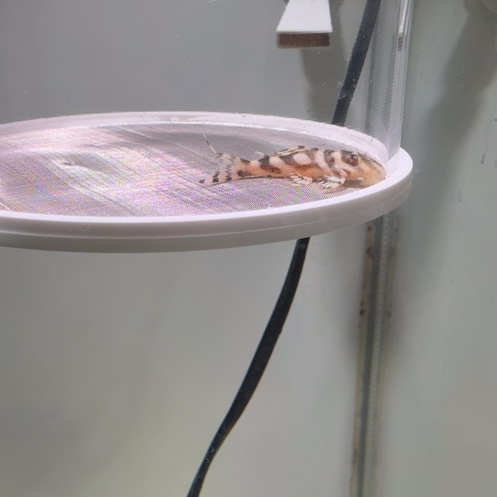 工具鱼21号皇室333