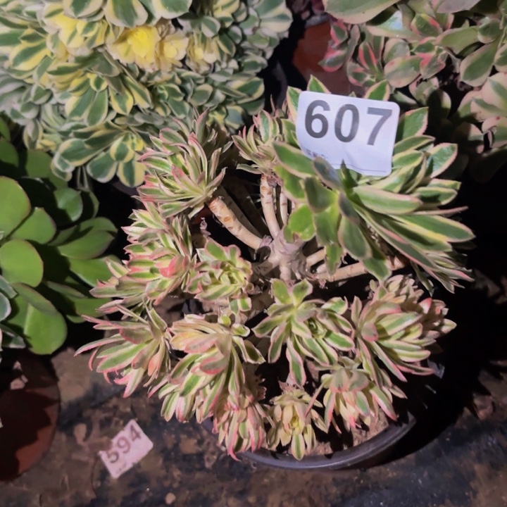 607夕颜多肉植物不售后