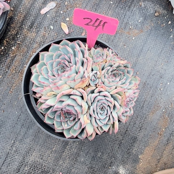 晨语多肉一物一拍