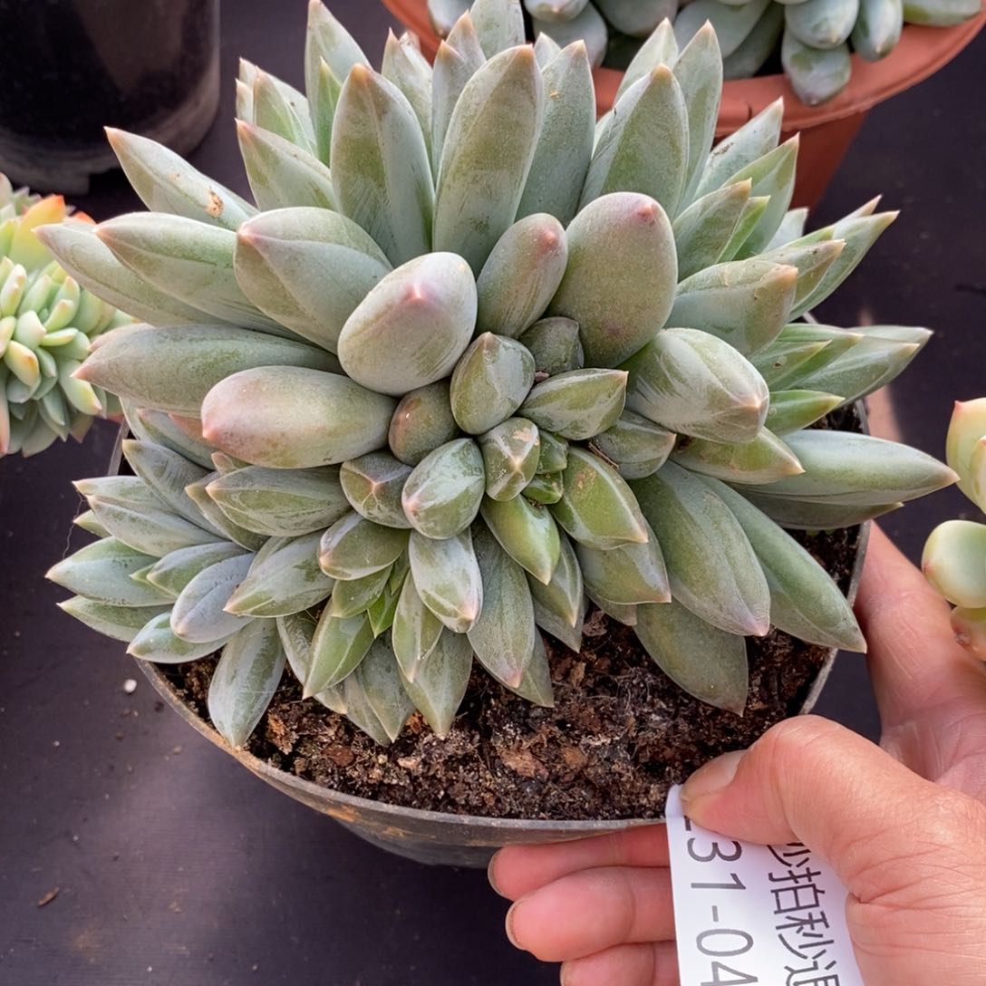 两单包邮1231-43重楼