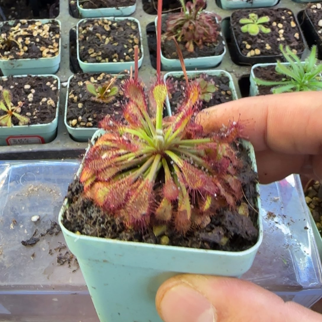 完全开放罗赖马茅膏菜