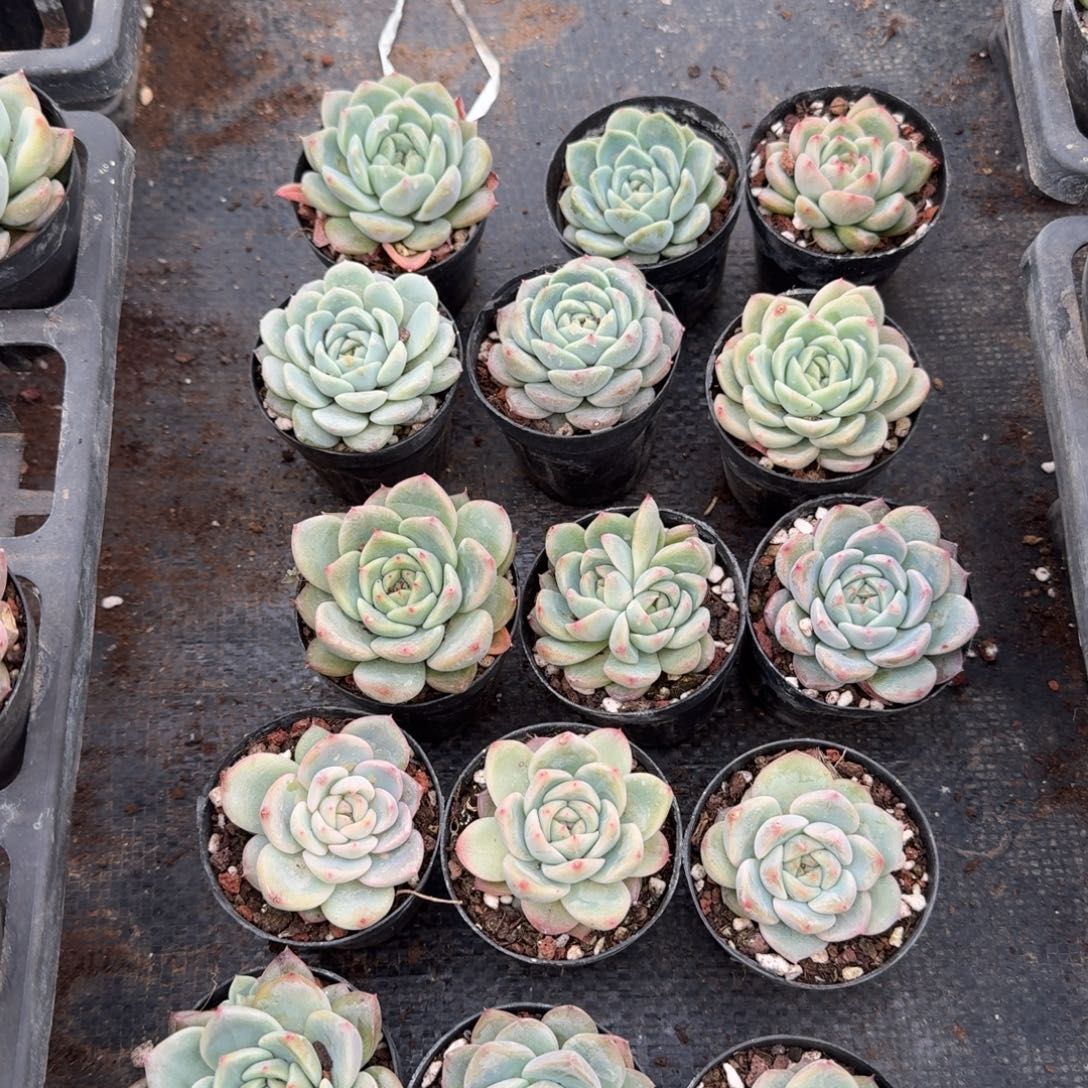 带盆珍妮十五颗量拍发货20-8三十五亩左五