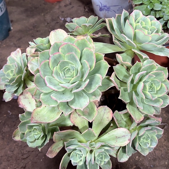 多肉植物玉龙观音锦79