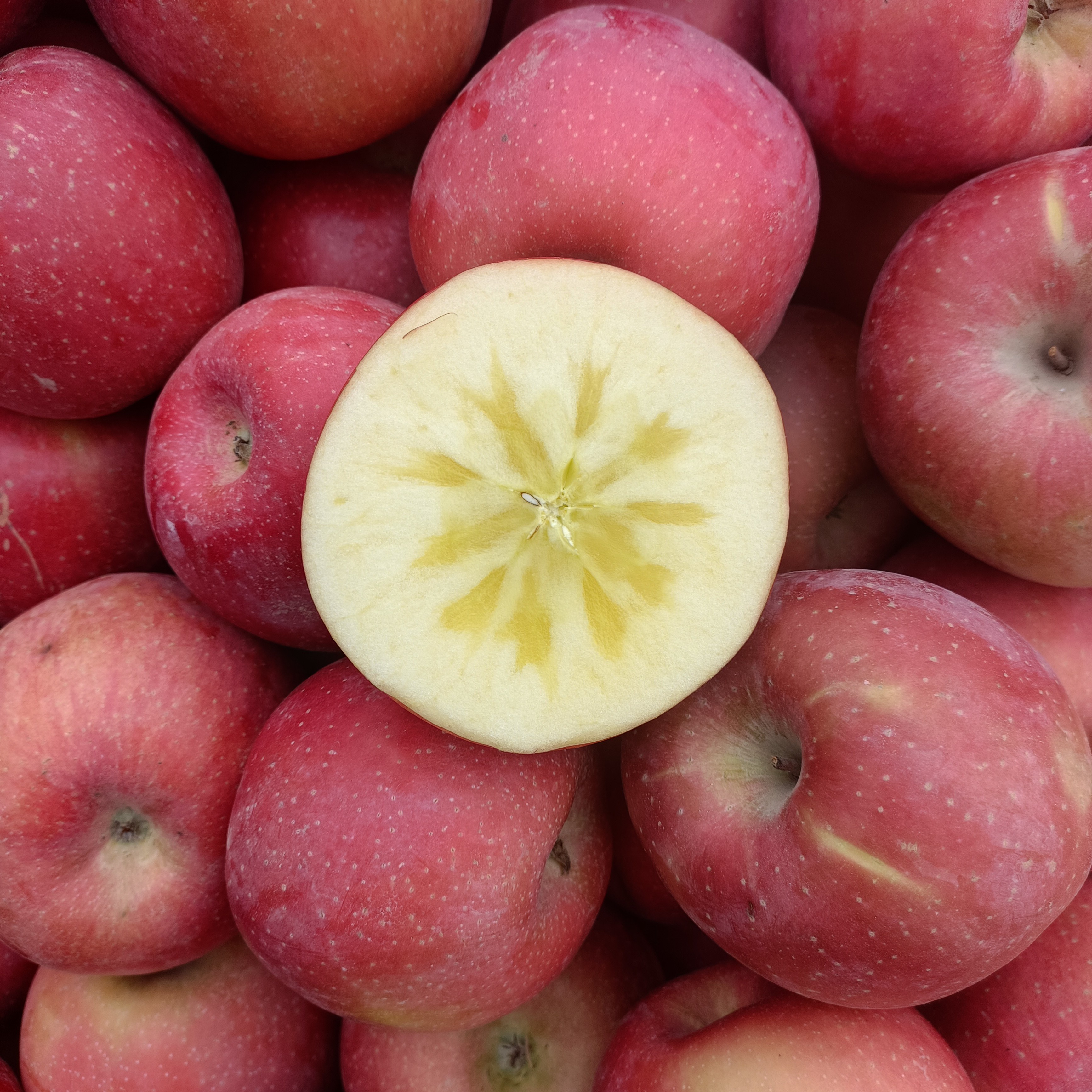 甘肃靖远正宗红富士苹果包邮原产地直发