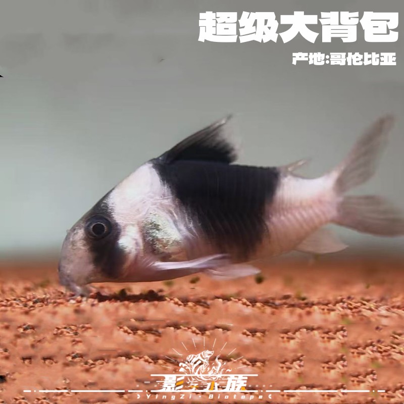 【影子水族】超级大背包  超级双色