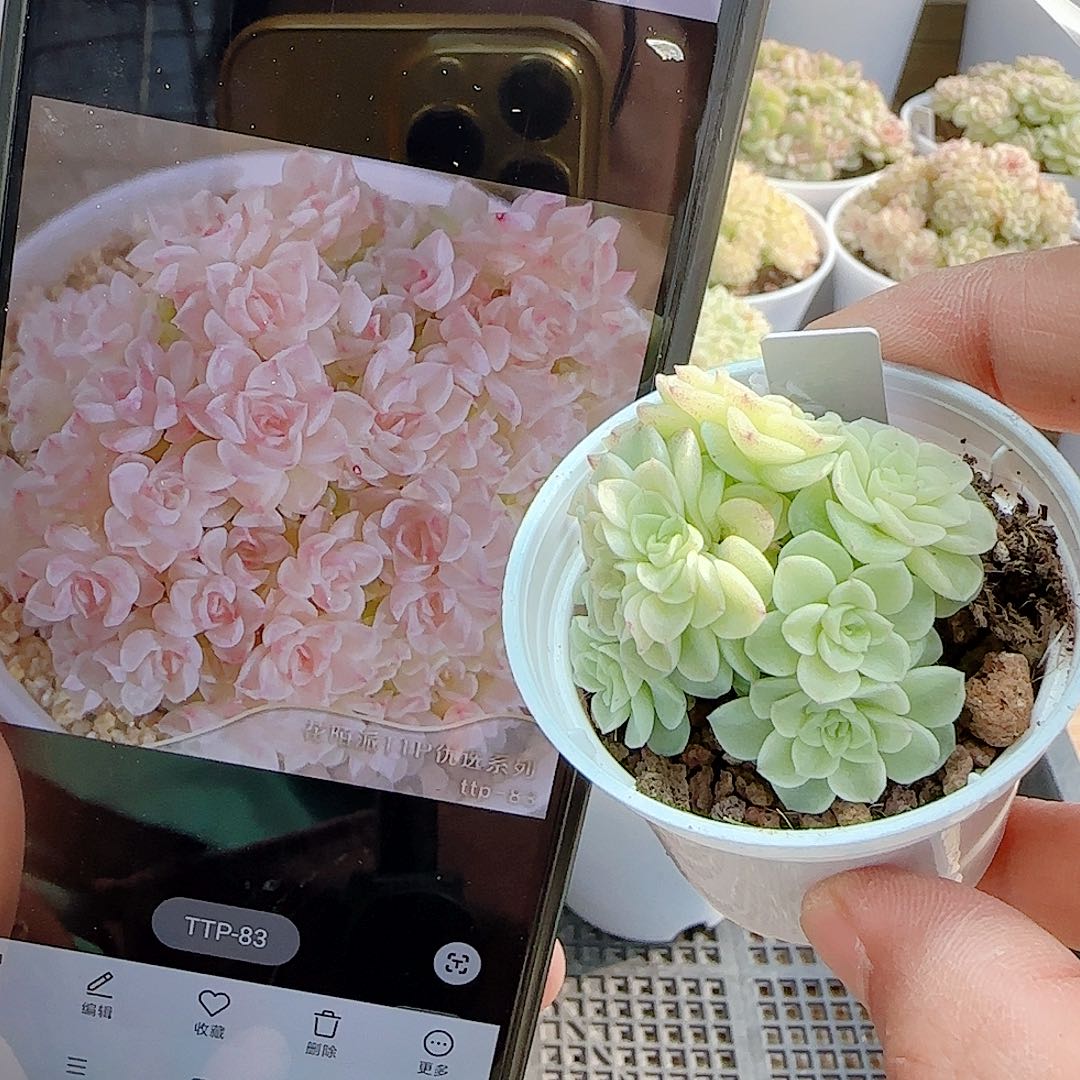 1127-80（ttp-83）优选