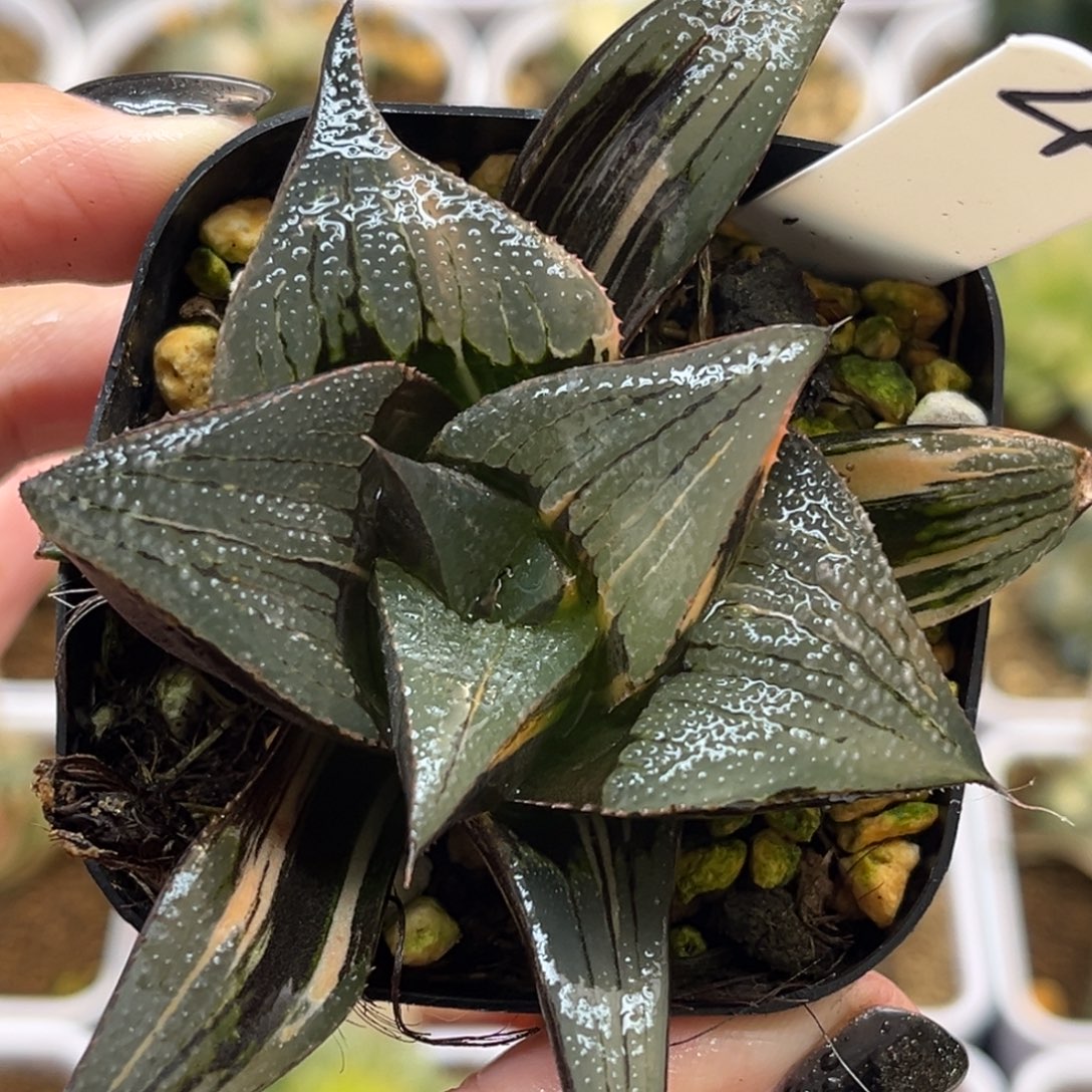 4巨大丸叶茜云芭提雅锦福利专场