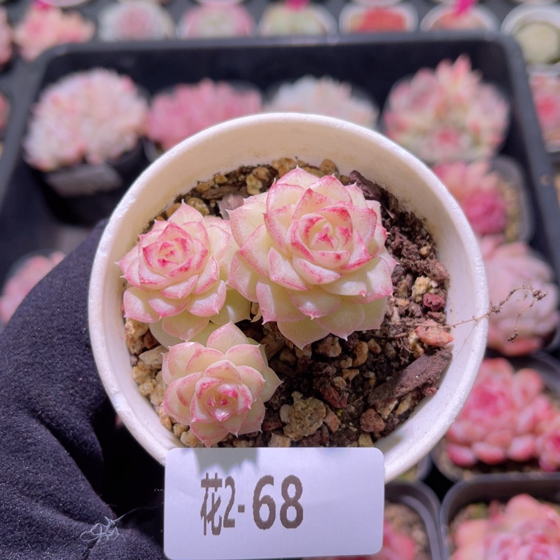 红陶花利美2-68白天鹅