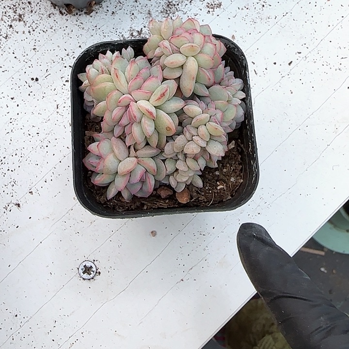 青蛙王子儿童牙膏套装11