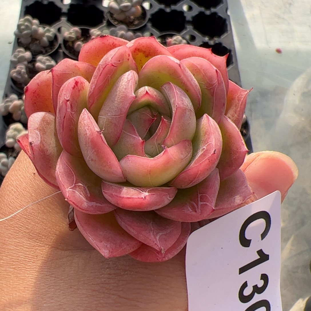 130 满38包邮一物一拍
