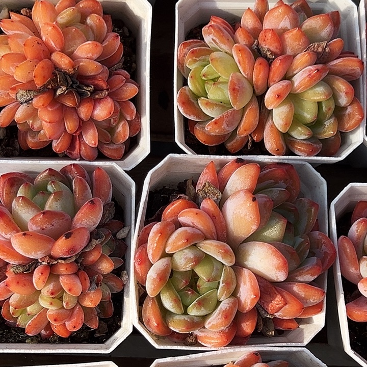 全明星           福利多多