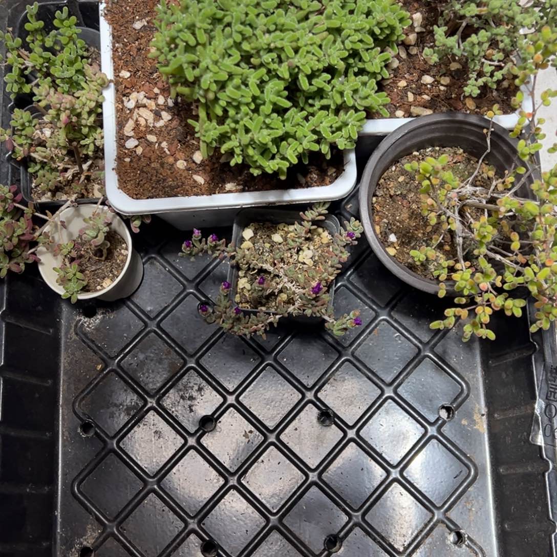 106号老桩套餐福利