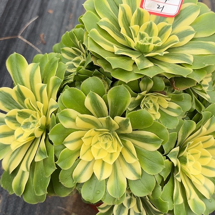 新尼亚多肉法师不包损21