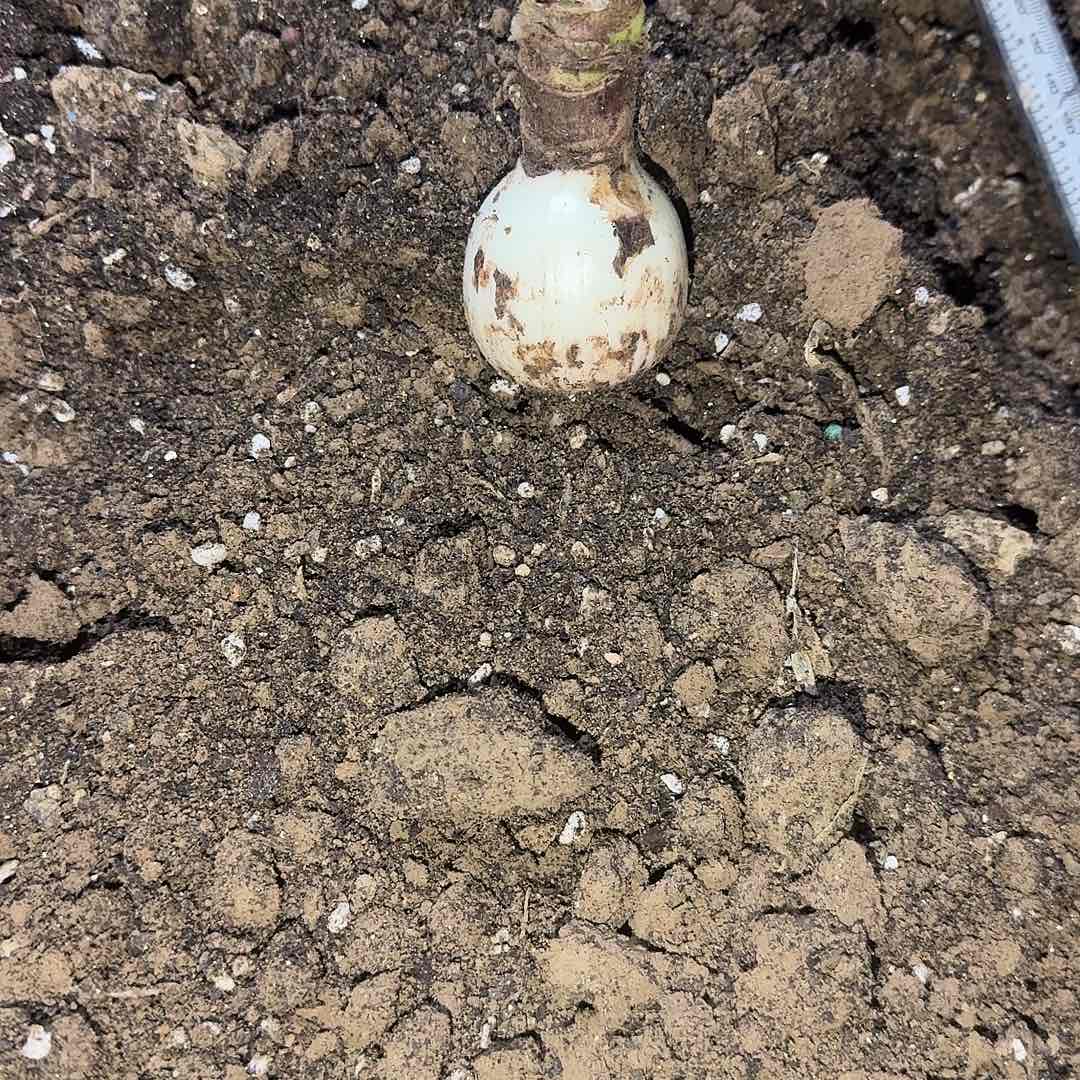 银河系4厘米裸根一棵