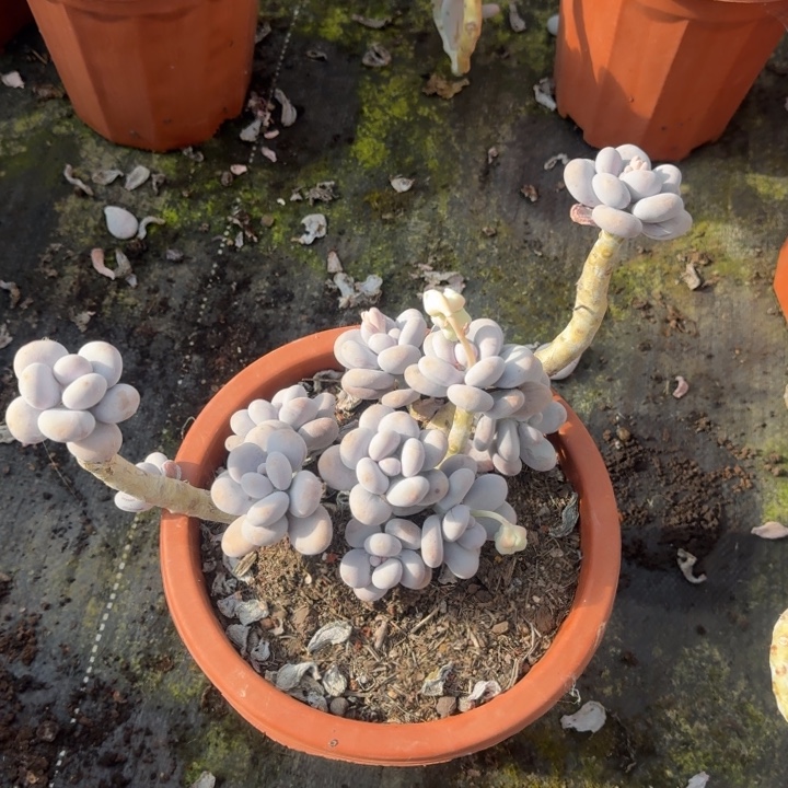 云南多肉奶酪老桩