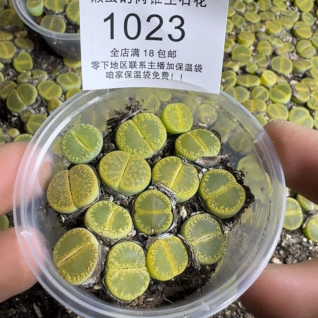 1023 哈哈哈哈哈哈哈哈哈