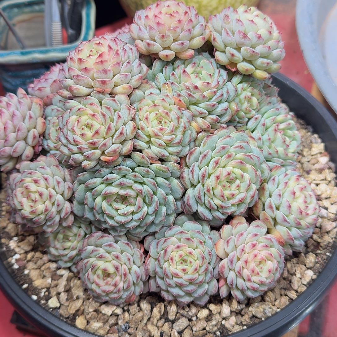 侨***乐乐哥美肉一颗群生