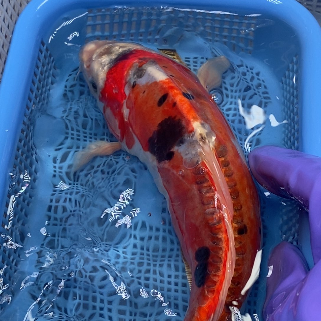 锦鲤冷水锦鲤包邮