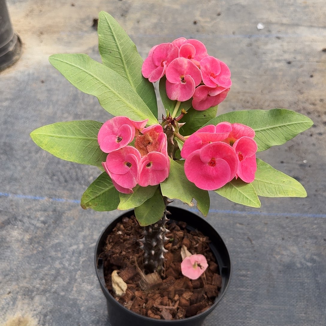 完全开放万花镜直播间一物一拍