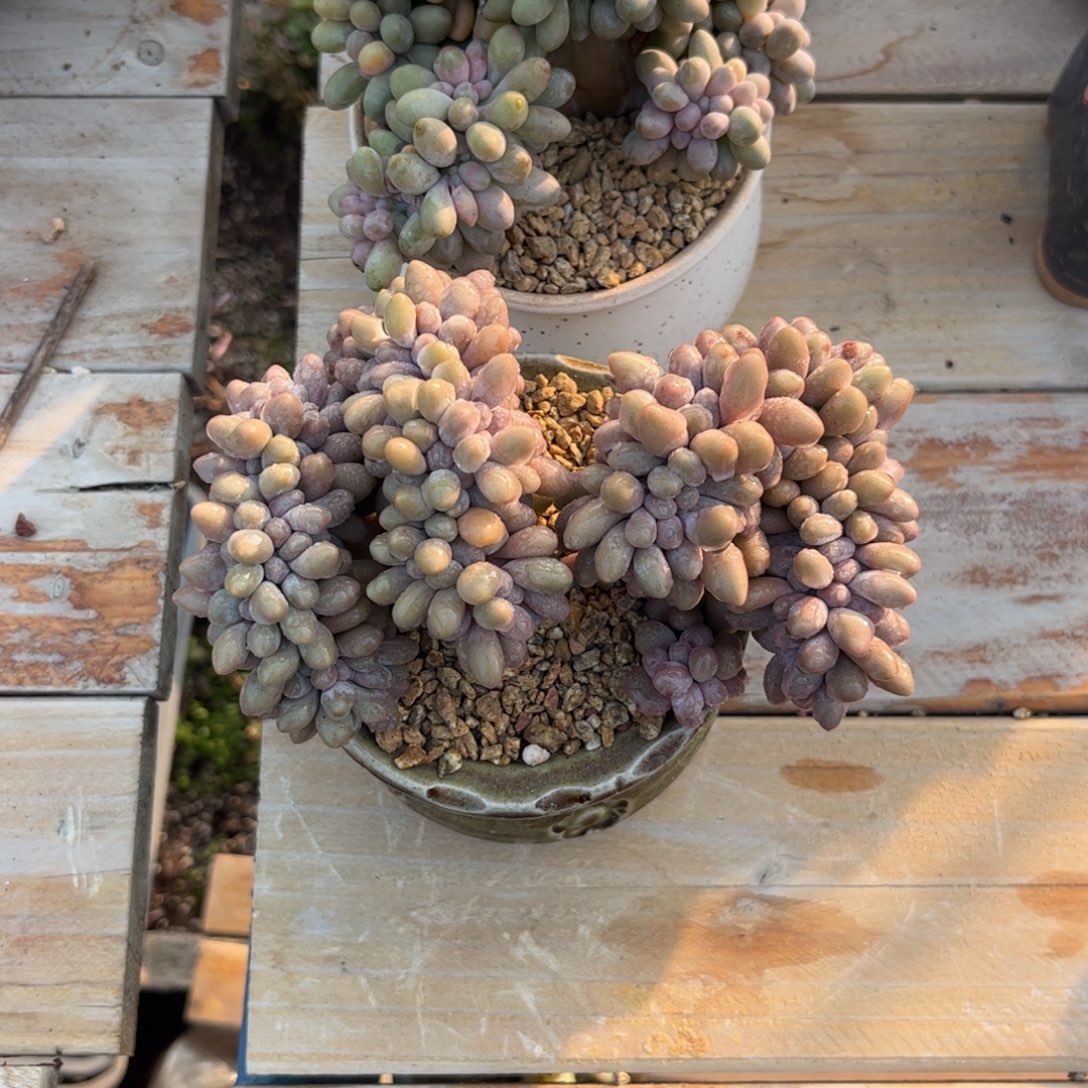 石***榴11111111111111111111