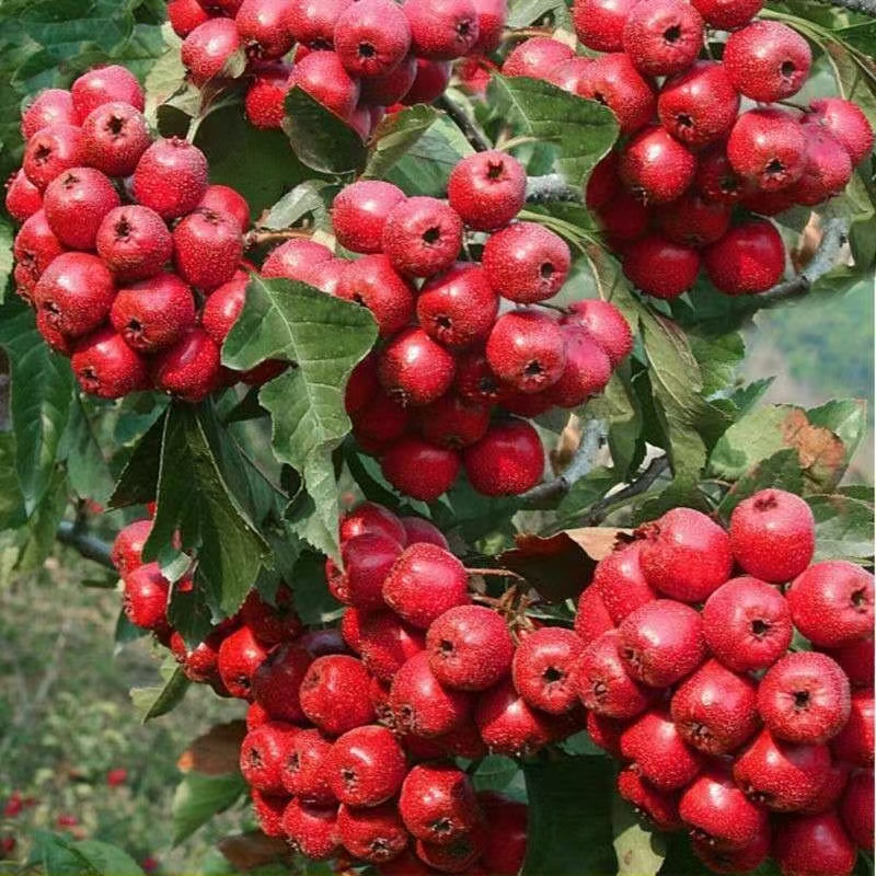 山楂树苗 红山楂树苗南北方盆栽地栽