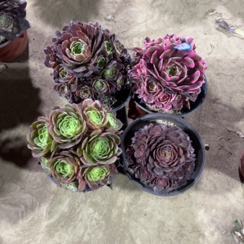 480多肉植物组合
