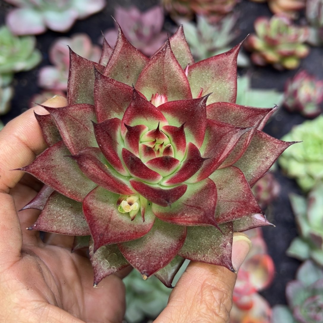 长睫毛中斑拉丝，多肉植物