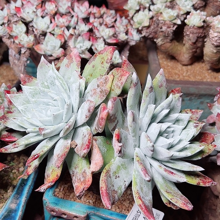 8415牡丹苹果叶仙女杯多肉