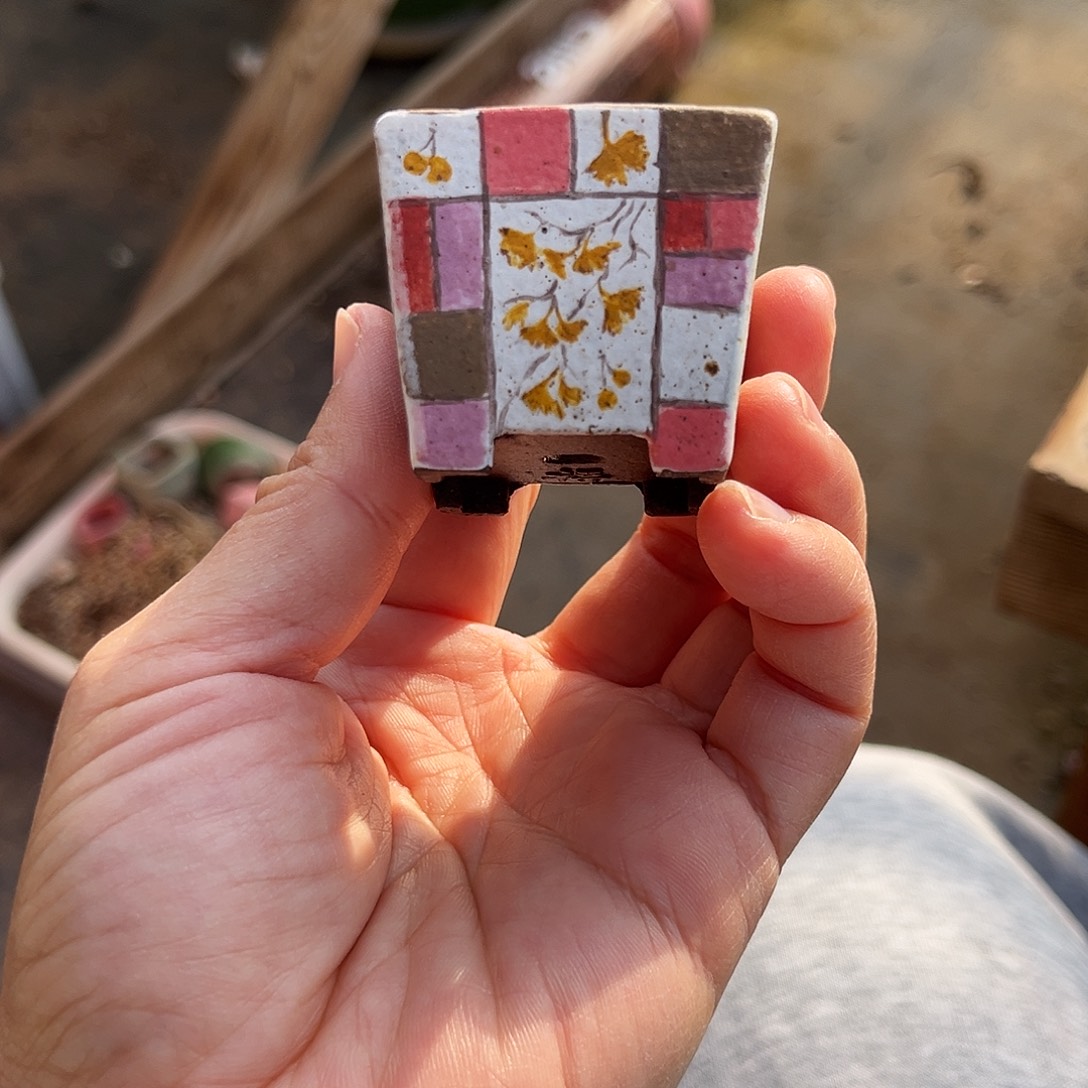 多肉花盆一物一拍