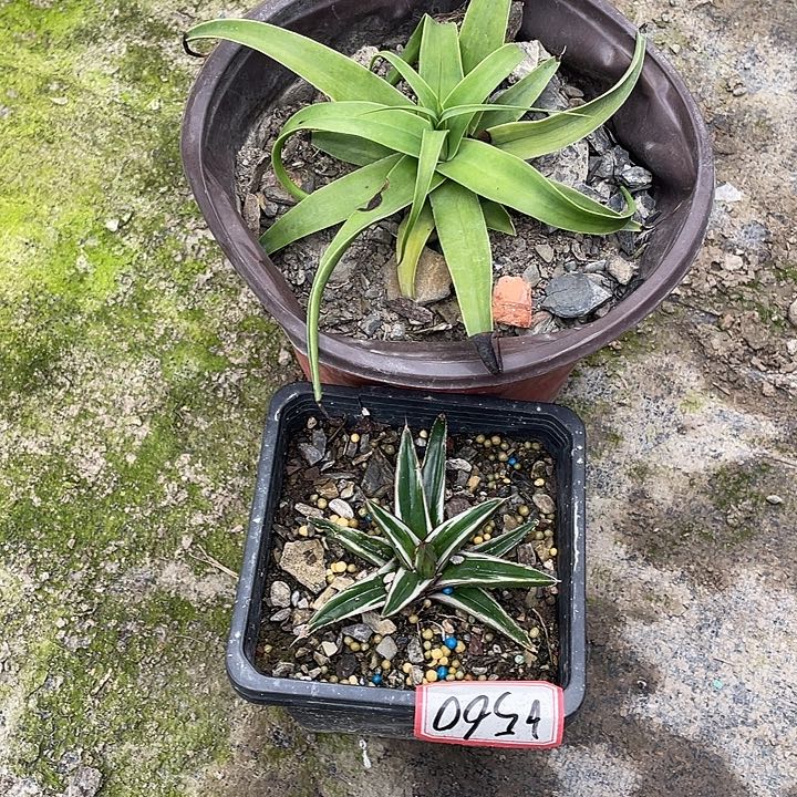 _***杞无花朵龙舌兰绿色植物