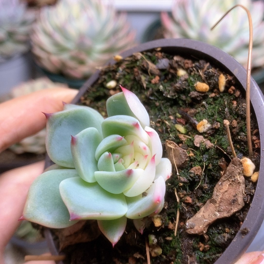 047锦锦锦锦锦锦锦锦