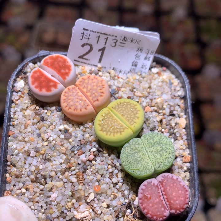 精品生石花113.21