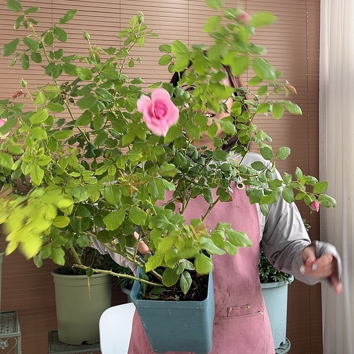 庞巴度1.5加仑扦插