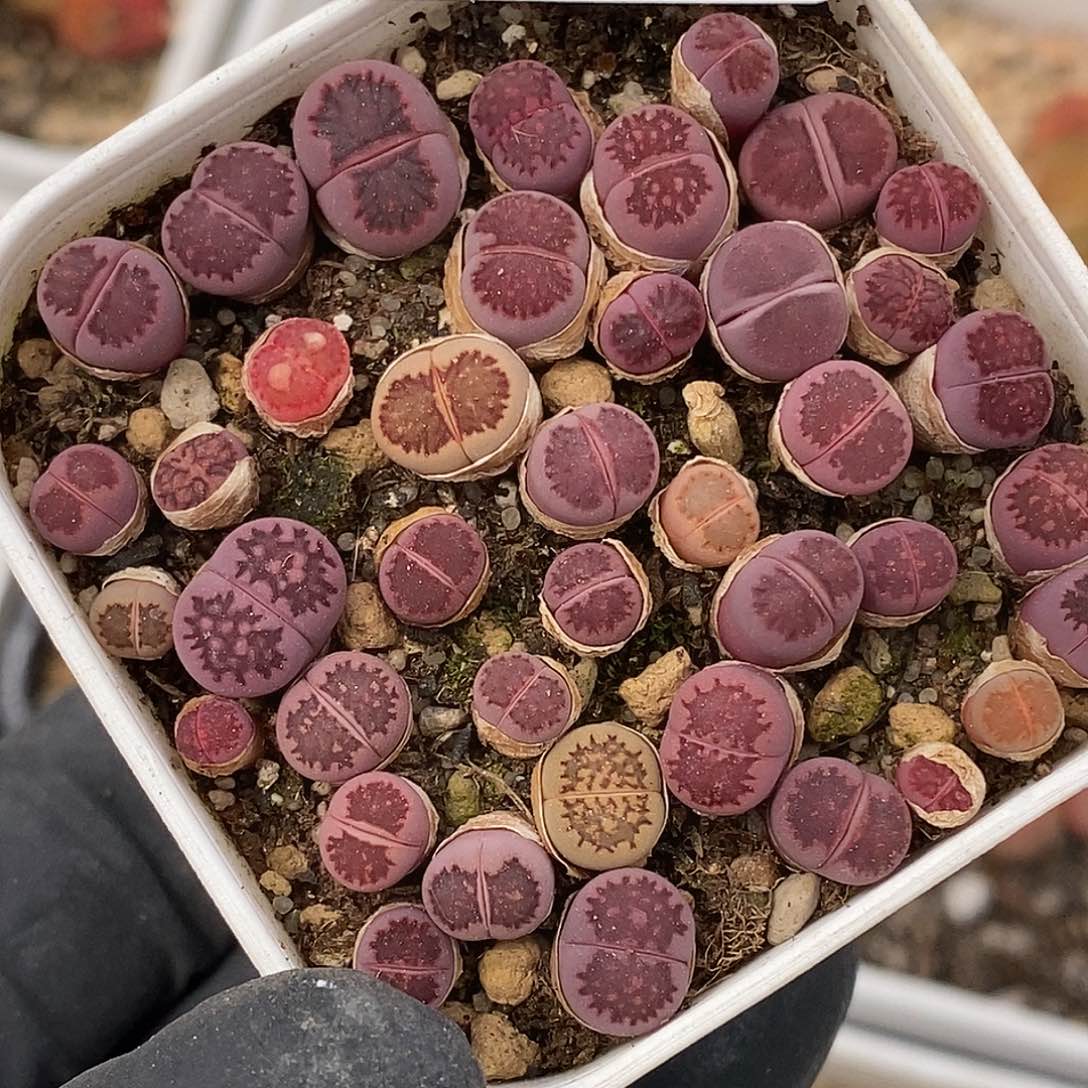 桃喜花园0417-16紫菊切糕