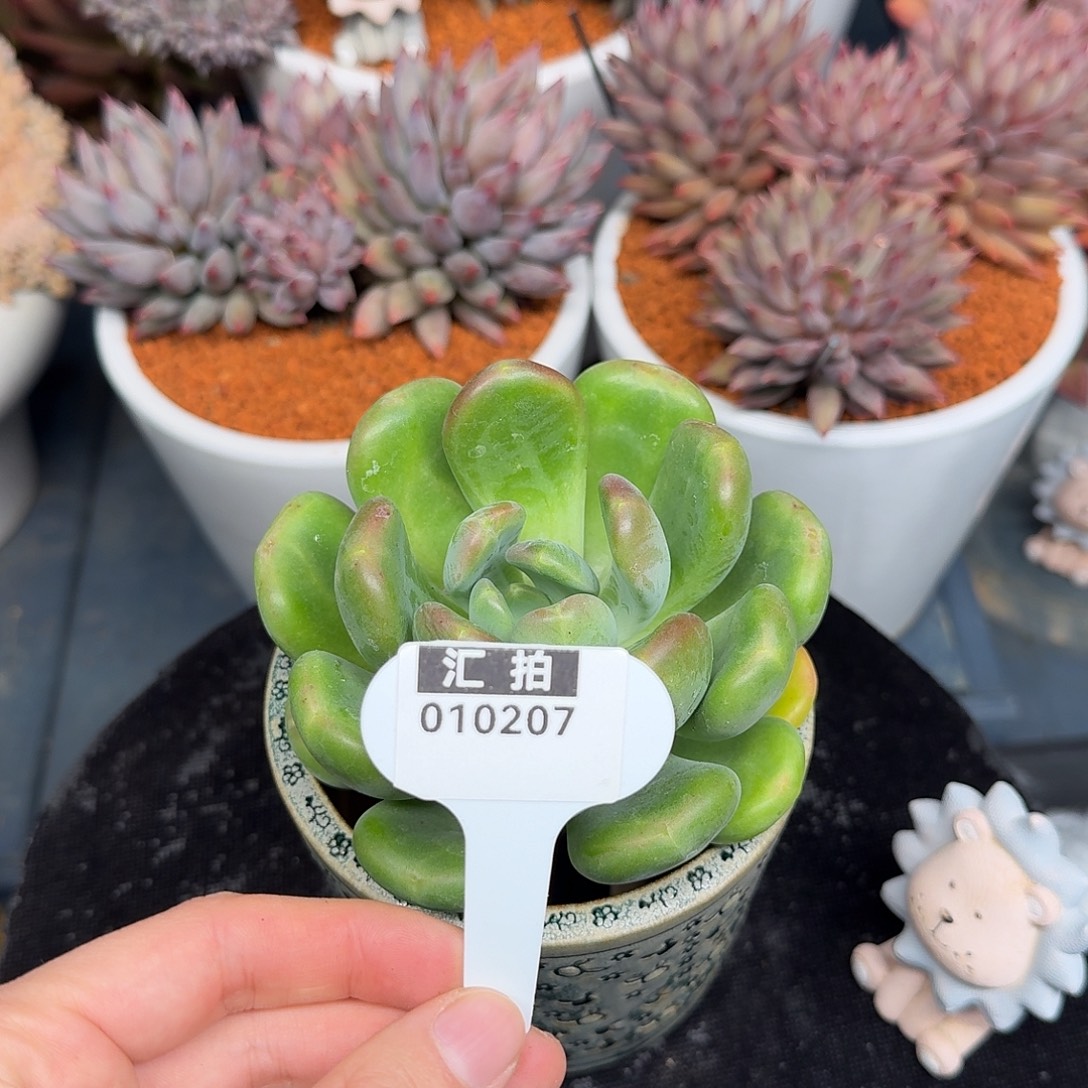精品多肉植物010207