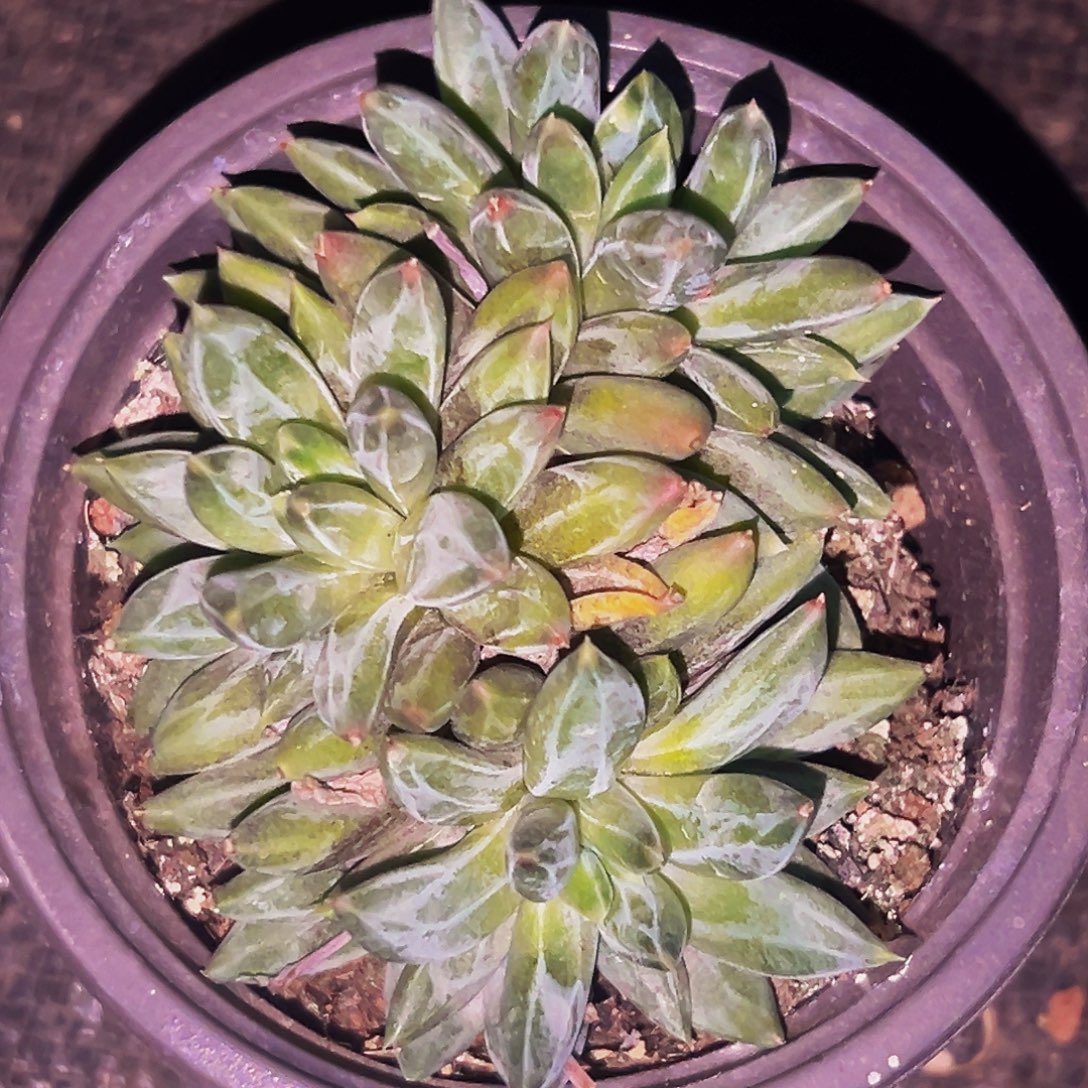 桔云多肉美人精品系列