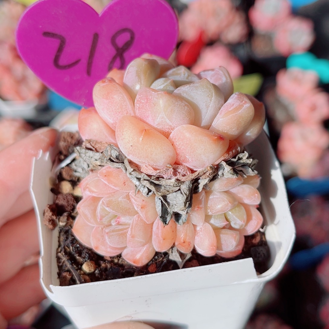 218号小老桩糖心群