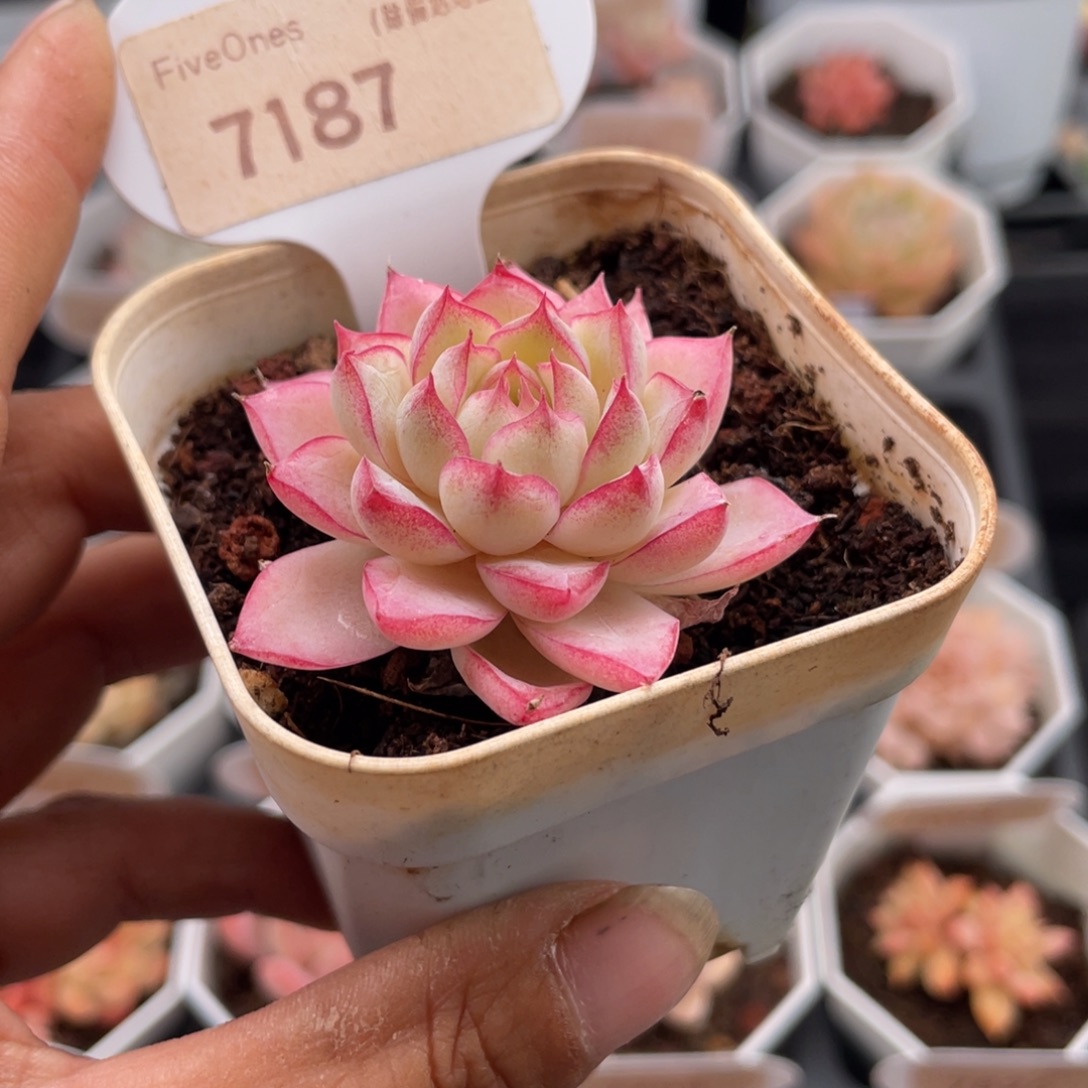 女王7187-4.5厘米