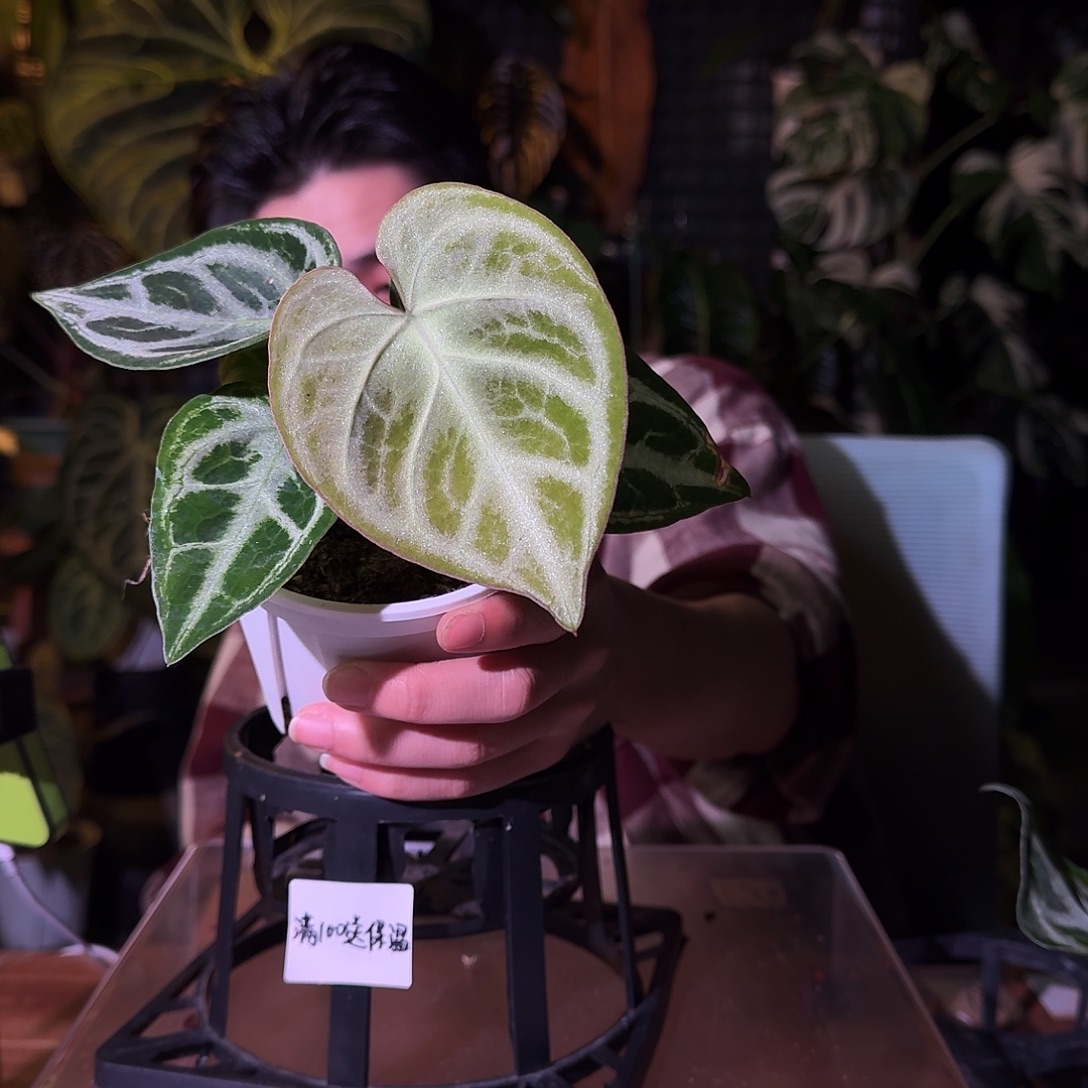 不开花植物G65个体白月光