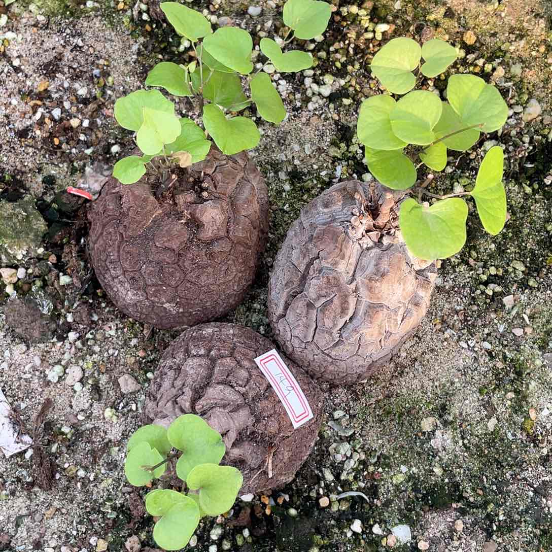 龟甲龙一物一拍149号3颗
