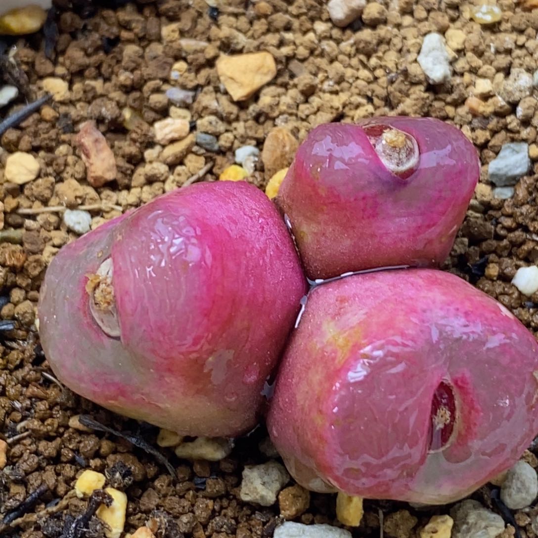 三头毛毛三头毛毛三头毛毛