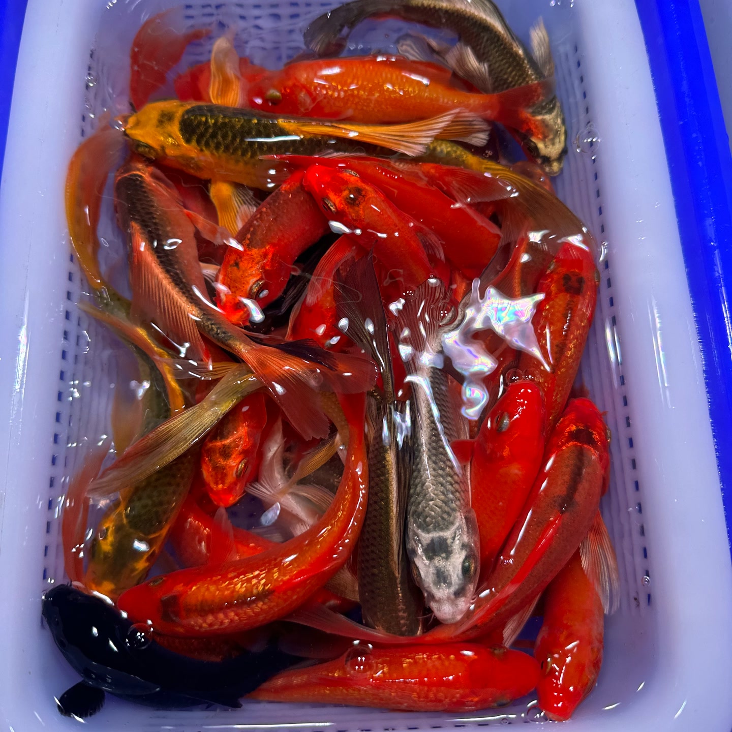 15条随机好养耐活锦鲤观赏鱼