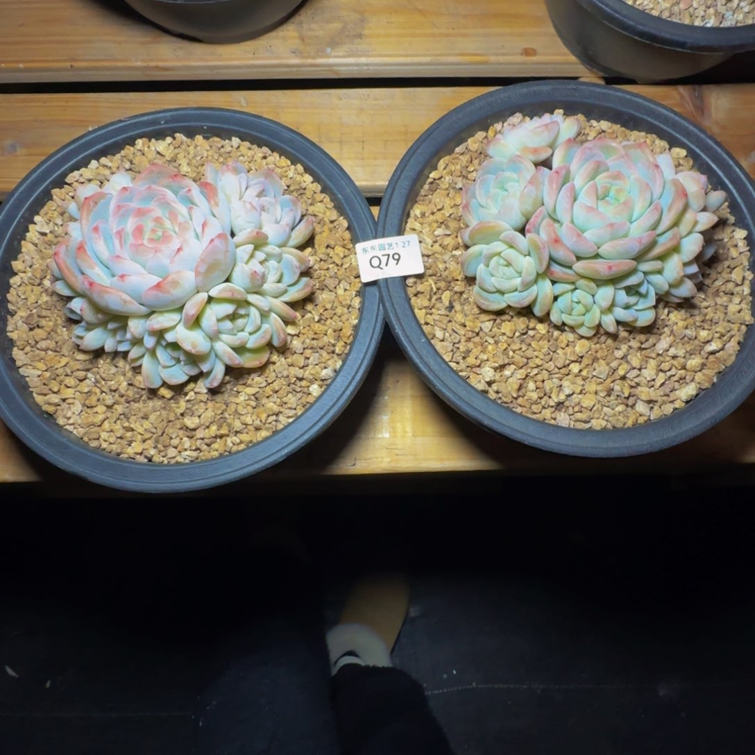 卖****娘q q q q q q q q q 79