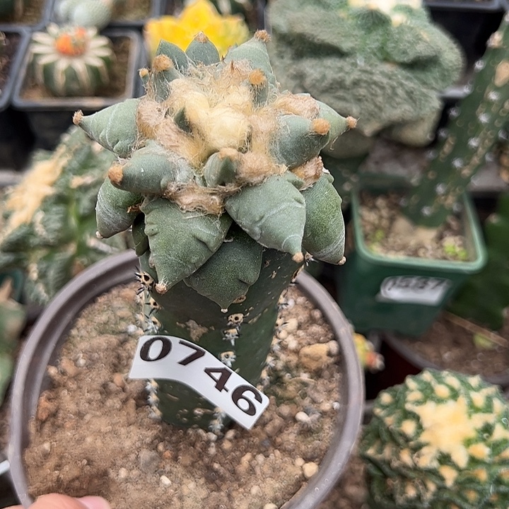 8cm苗接青瓷牡丹仙人球746