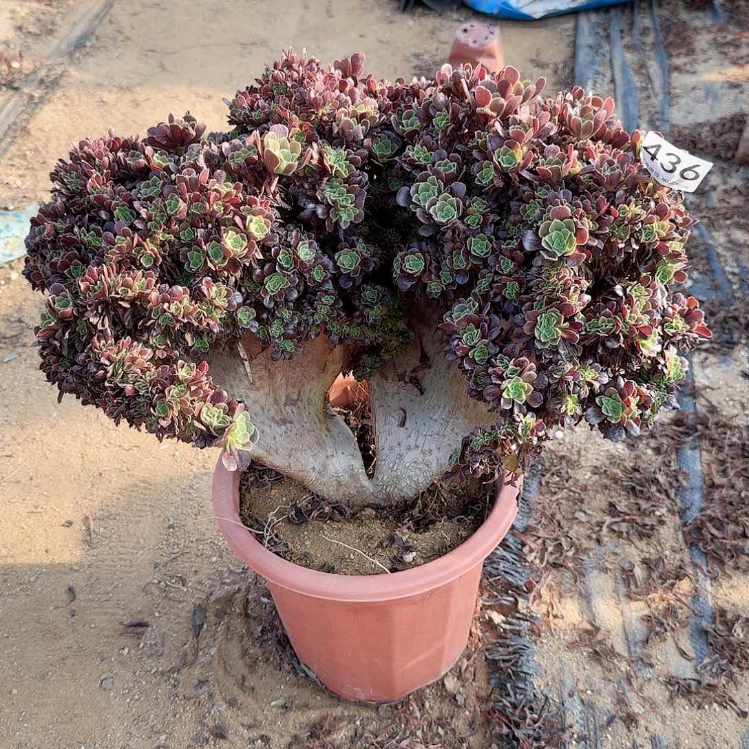 436欧紫朵朵一颗呀呀