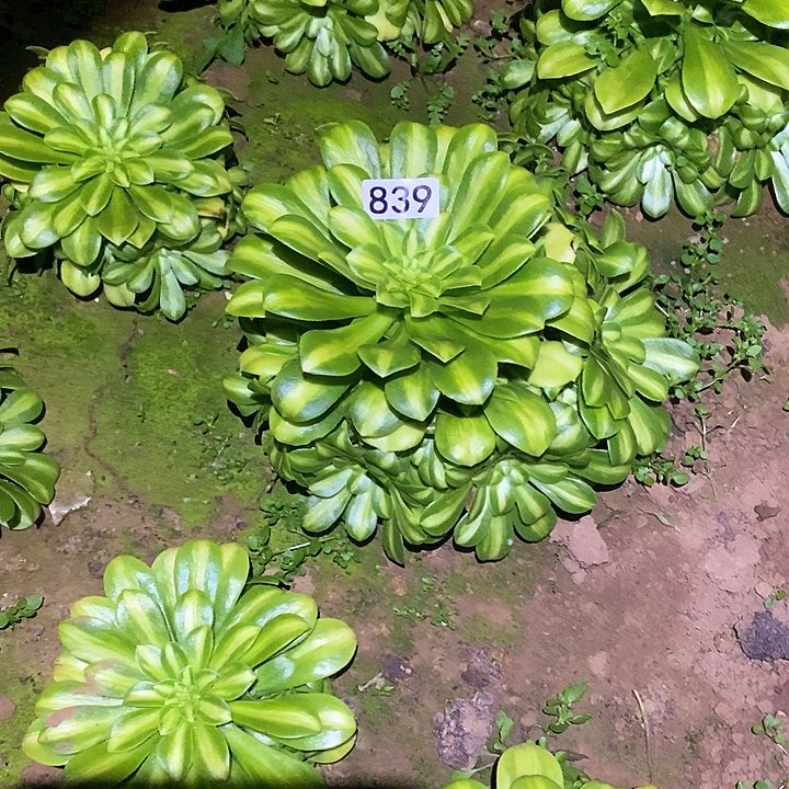 多肉植物法师739翡翠琉璃