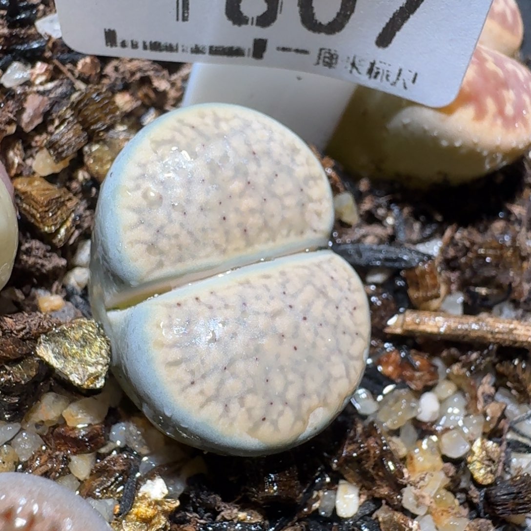 zz好货也清了1807