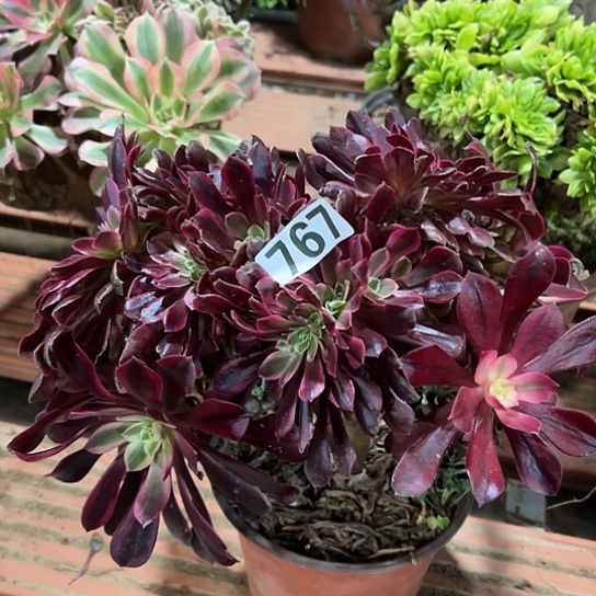 好***吧多肉植物一个美杜莎767