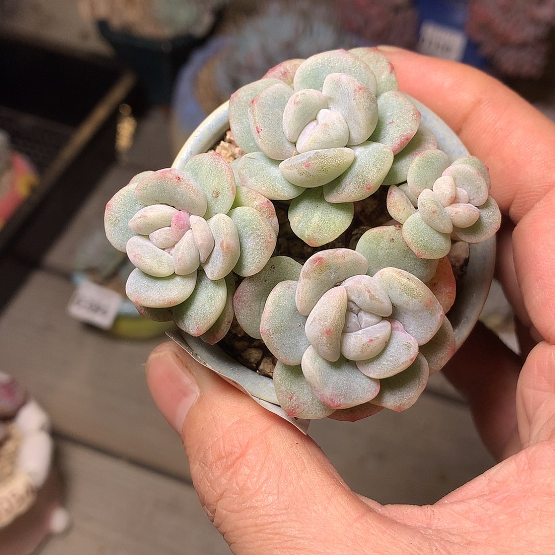 346冰玉石化一颗6.5厘米